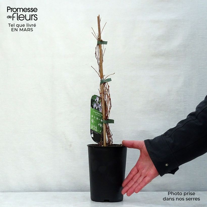 Clematis Twinkle 2L/3L pot sample as delivered in spring