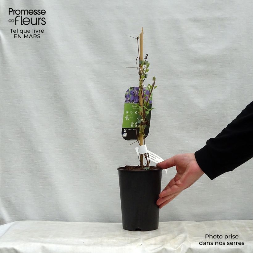 Clematis jackmanii - Clematis vine 2L/3L pot sample as delivered in spring