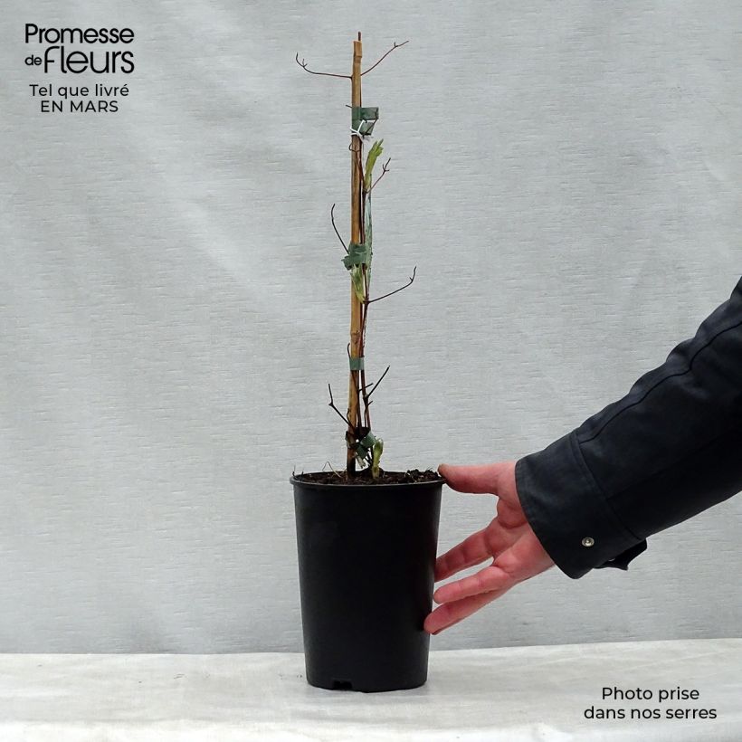 Clematis jackmanii Alba 2L/3L pot sample as delivered in spring