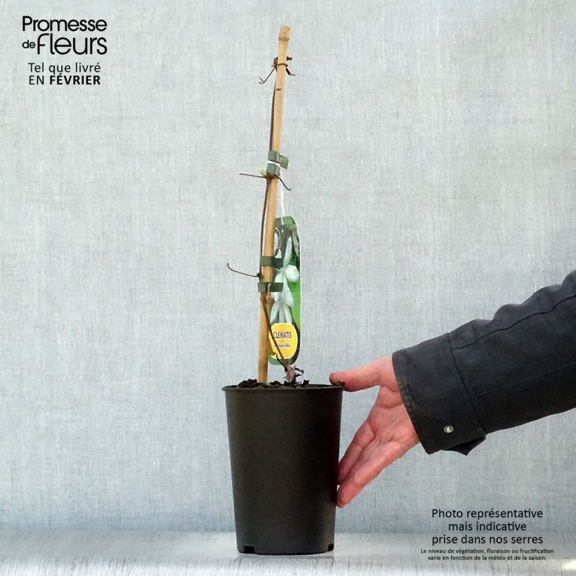 Clematis jackmanii Alba 2L/3L pot sample as delivered in winter