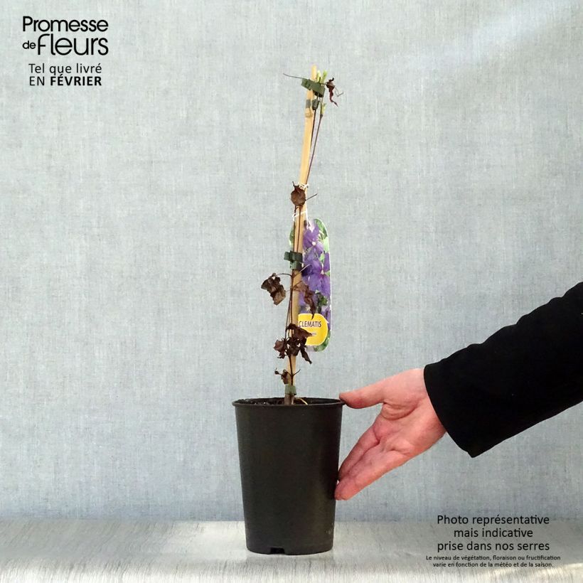 Clematis jackmanii - Clematis vine 2L/3L pot sample as delivered in winter