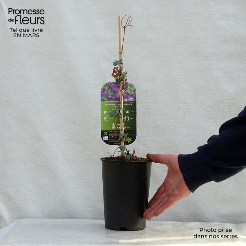 Clematis Jackmanii Purpurea  2L/3L pot sample as delivered in spring