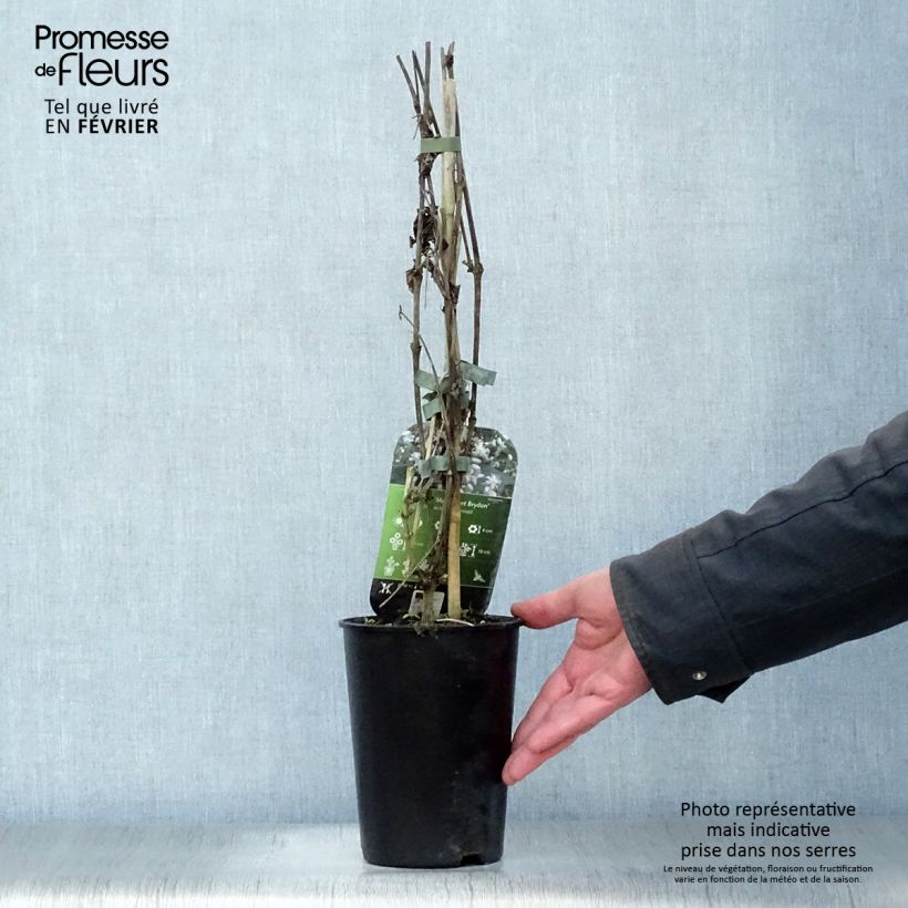 Clematis jouiniana Robert Brydon 2L/3L pot sample as delivered in winter