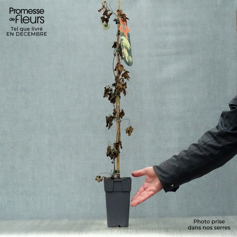 Clematis koreana Amber 2L/3L pot sample as delivered in winter
