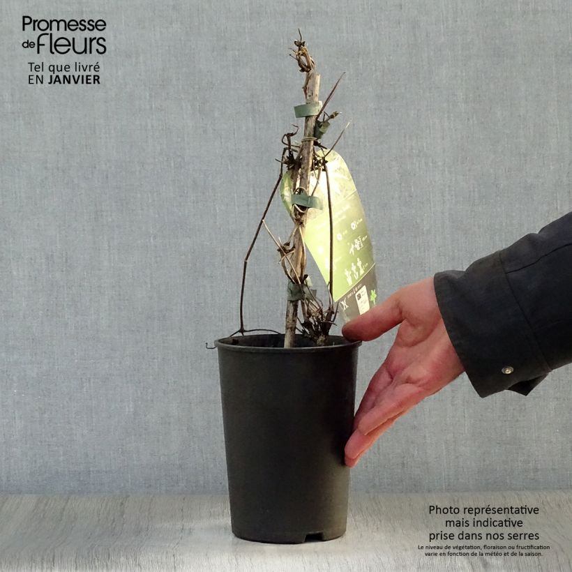 Clematis Broughton Bride 2L/3L pot sample as delivered in winter