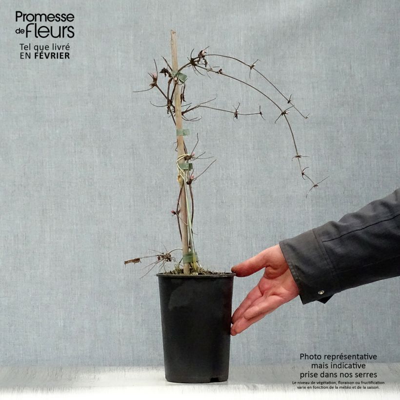 Clematis atragene macropetala Markham's Pink 2L/3L pot sample as delivered in winter