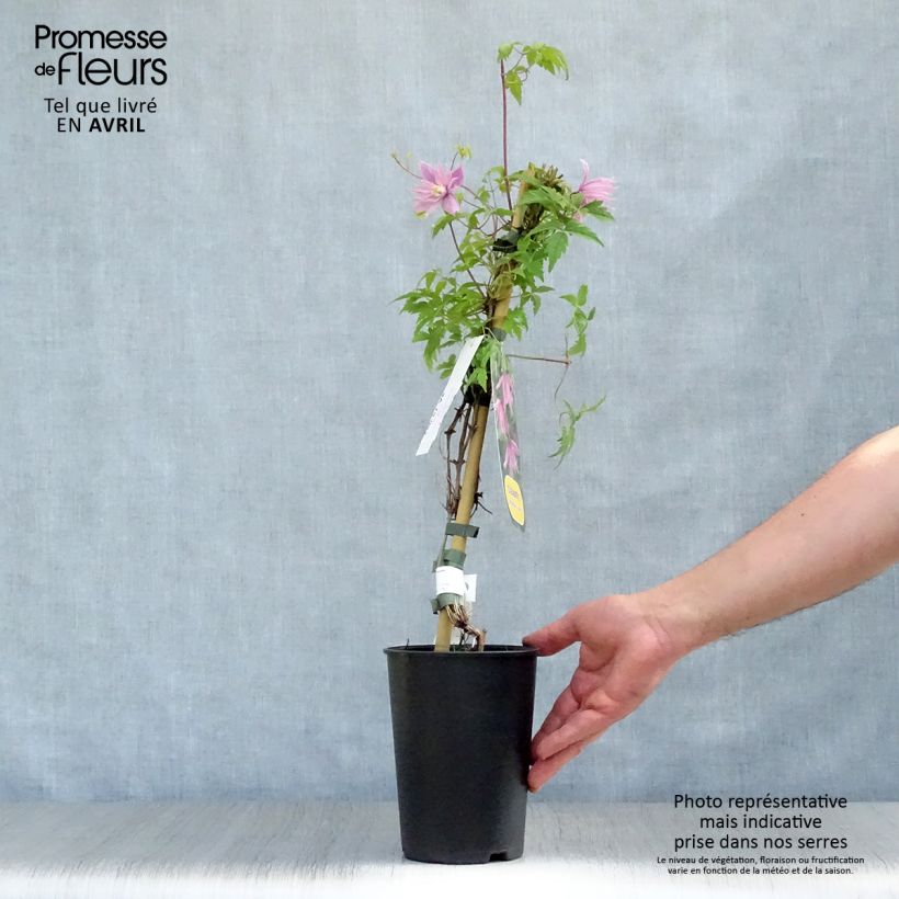 Clematis atragene macropetala Markham's Pink 2L/3L pot sample as delivered in spring