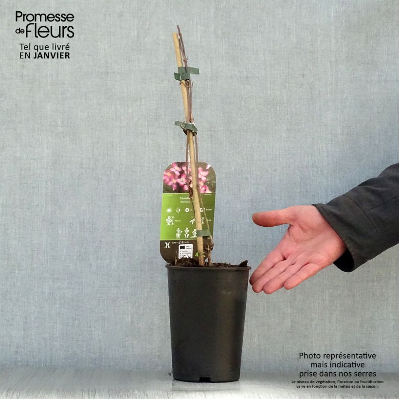 Clematis montana Freda 2L/3L pot sample as delivered in winter