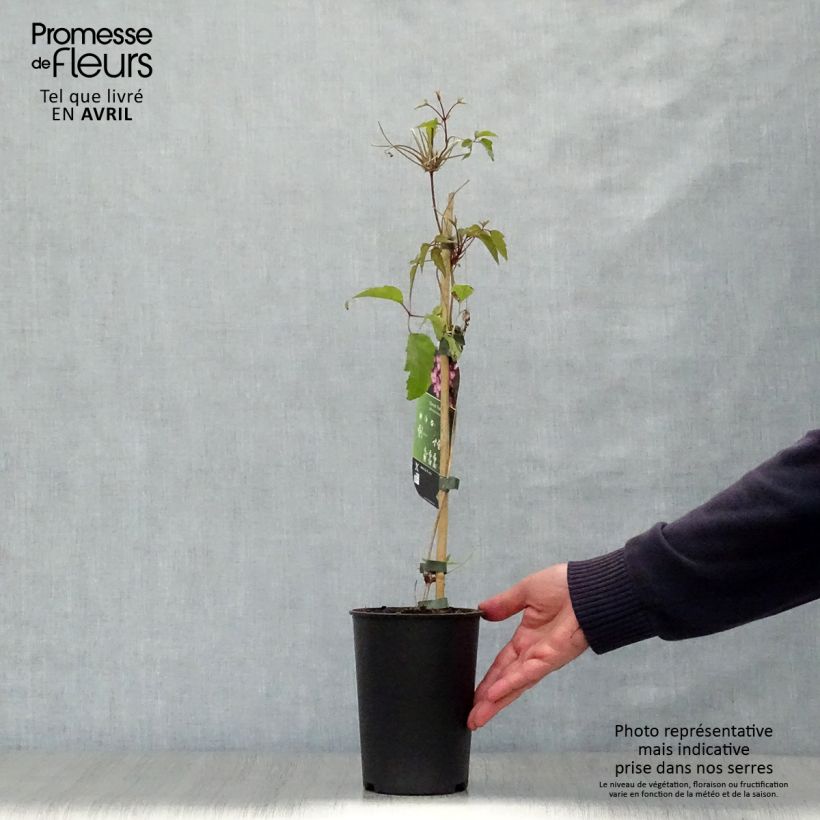 Clematis montana Freda 2L/3L pot sample as delivered in spring