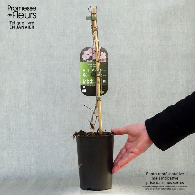 Clematis montana Mayleen 2L/3L pot sample as delivered in winter