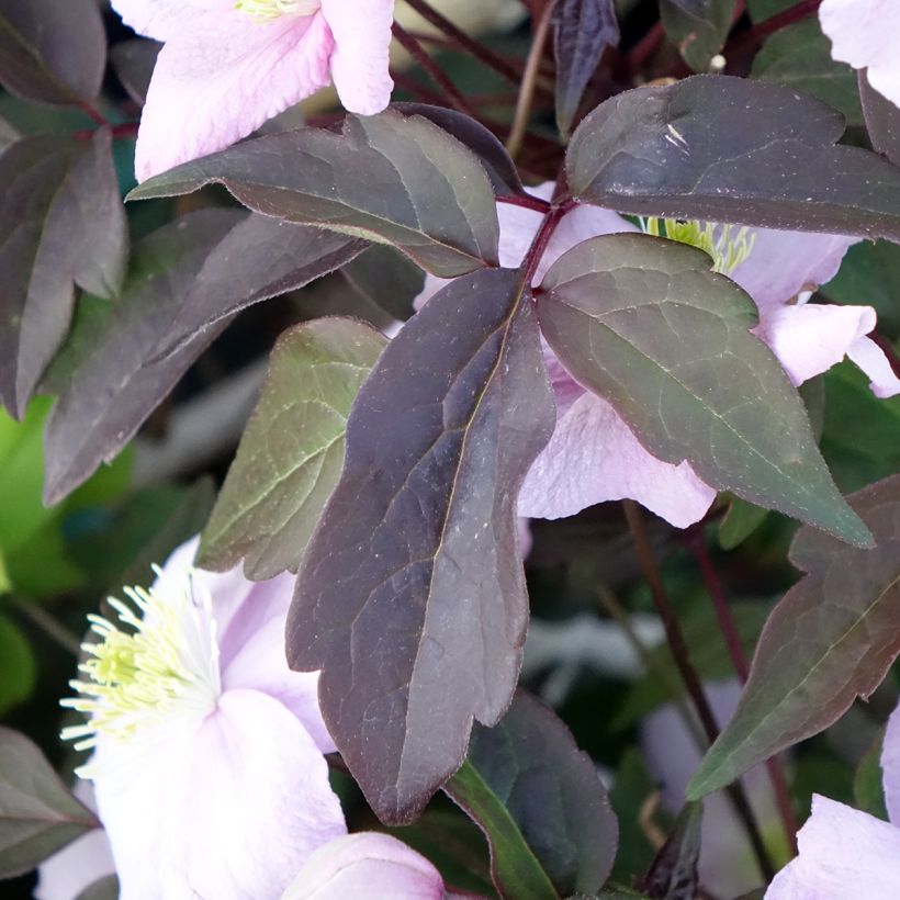 Clematis montana Mayleen (Foliage)