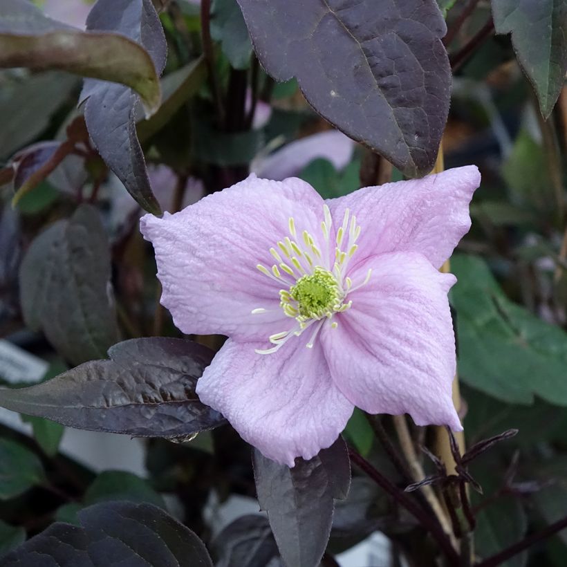 Clematis montana Mayleen (Flowering)