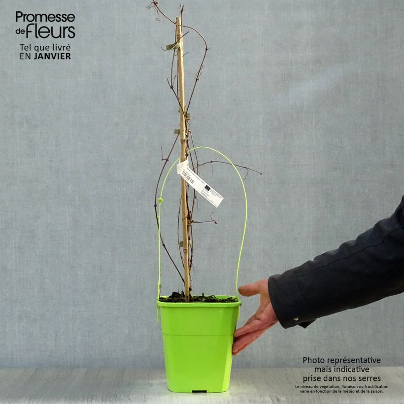 Clematis montana Rosebud 3L/4L pot sample as delivered in winter