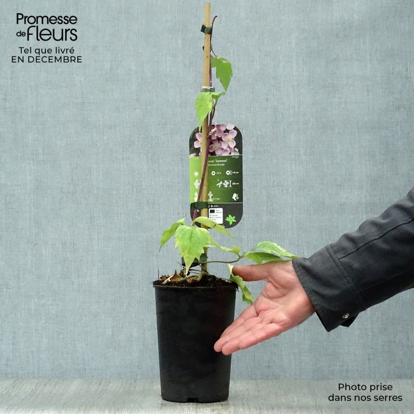 Clematis Sanssouci 2L/3L pot sample as delivered in winter