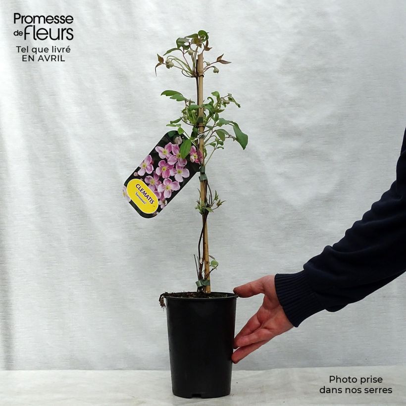 Clematis Sanssouci 2L/3L pot sample as delivered in spring