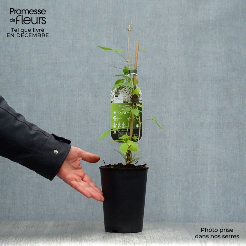 Clematis Spring Joy 2L/3L pot sample as delivered in winter