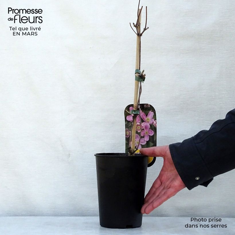 Clematis montana Tetrarose 2L/3L pot sample as delivered in spring