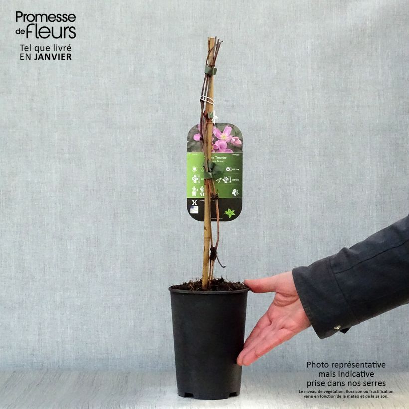 Clematis montana Tetrarose 2L/3L pot sample as delivered in winter