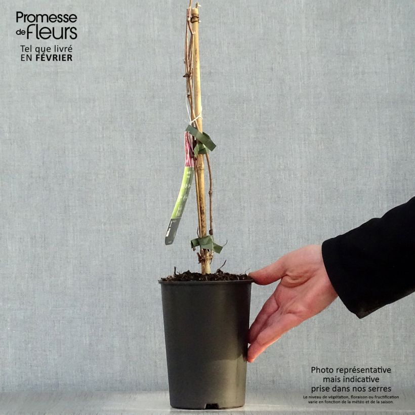 Clematis Van Gogh 2L/3L pot sample as delivered in winter