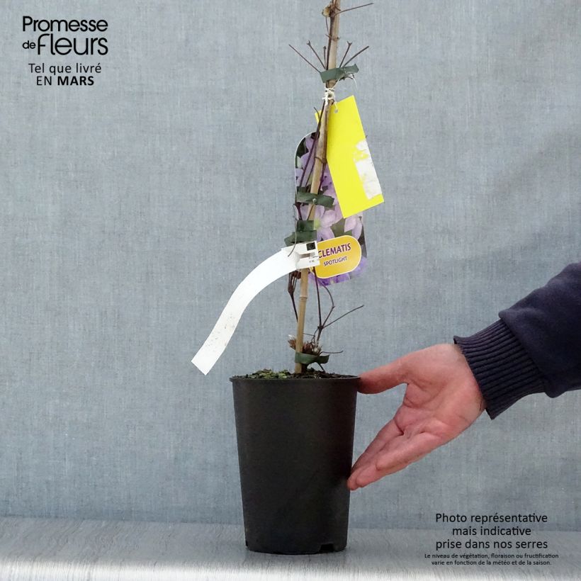 Clematis Spotlight 2L/3L pot sample as delivered in spring