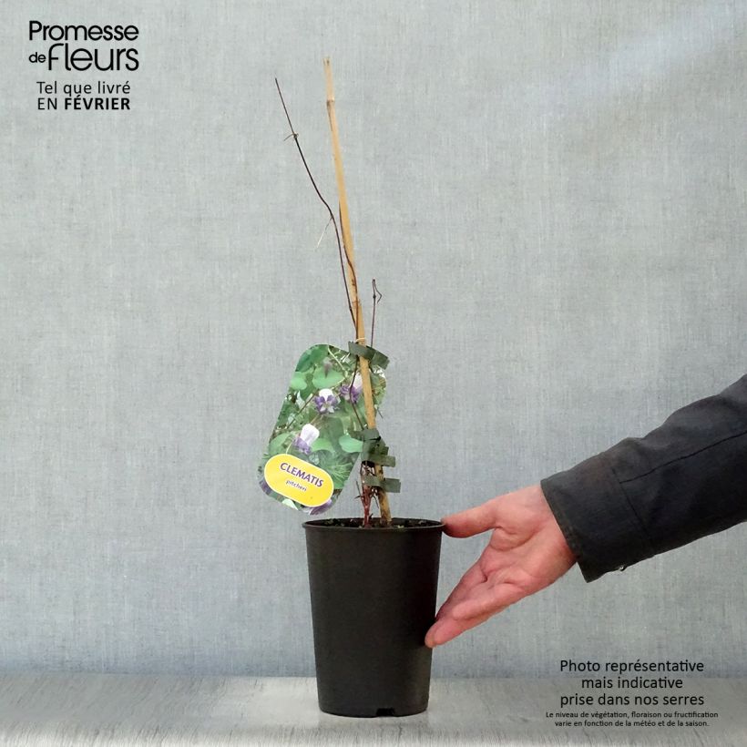 Clematis pitcheri 2L/3L pot sample as delivered in winter