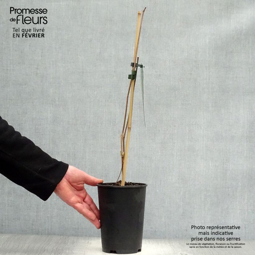 Clematis stans 2L/3L pot sample as delivered in winter