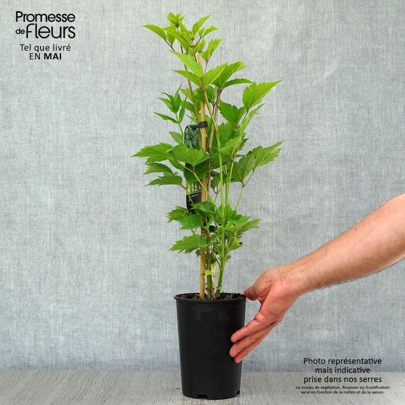 Clematis stans 2L/3L pot sample as delivered in spring