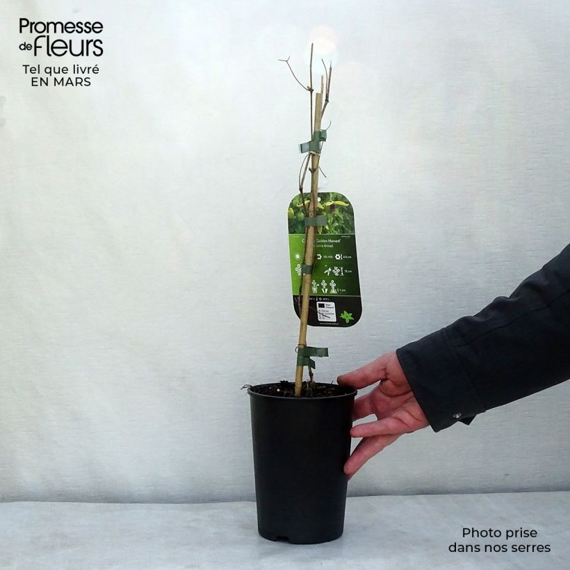 Clematis Golden Harvest 2L/3L pot sample as delivered in winter