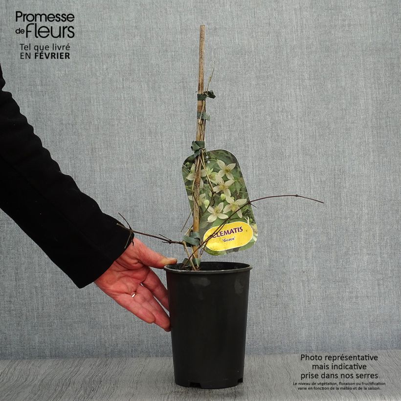 Clematis Grace 2L/3L pot sample as delivered in winter