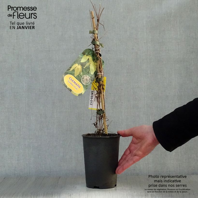 Clematis Lambton Park 2L/3L pot sample as delivered in winter