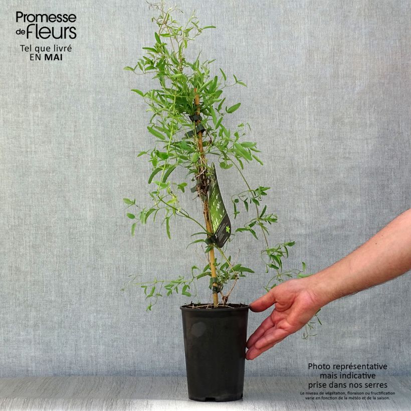 Clematis My Angel - Golden Clematis 2L/3L pot sample as delivered in spring