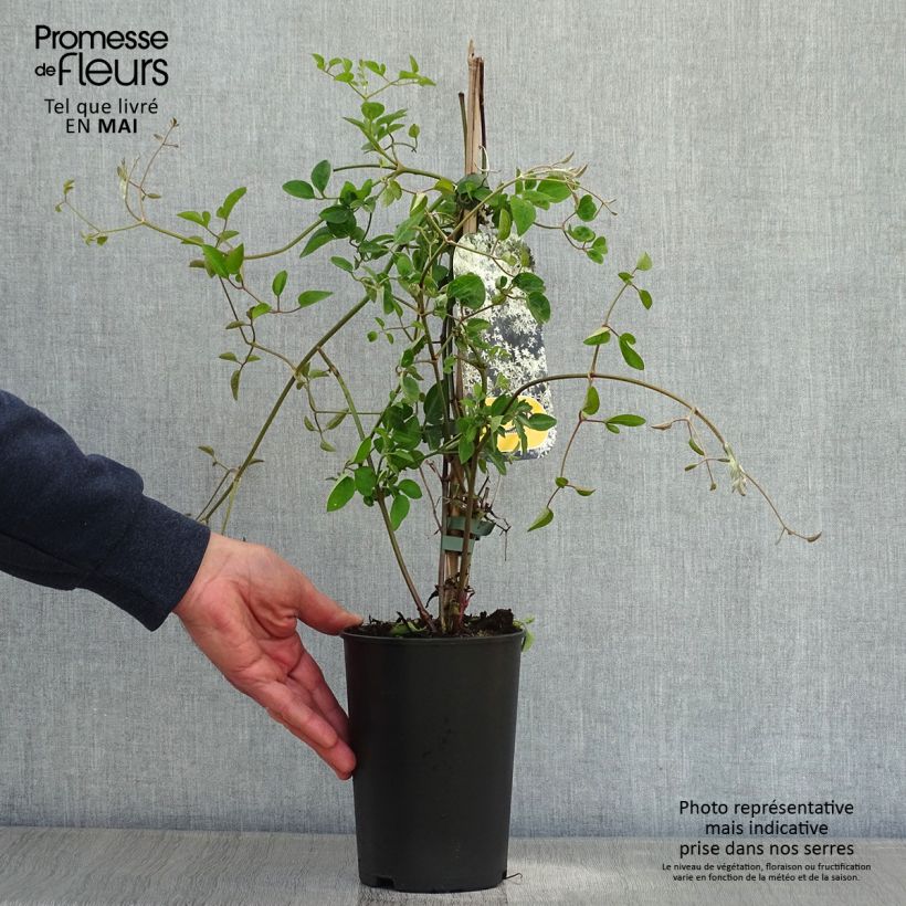 Clematis terniflora 2L/3L pot sample as delivered in spring