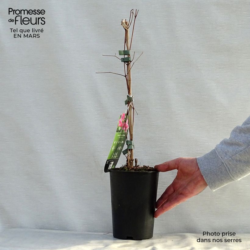 Clematis texensis Duchess of Albany - Scarlet Leather Flower 2L/3L pot sample as delivered in spring