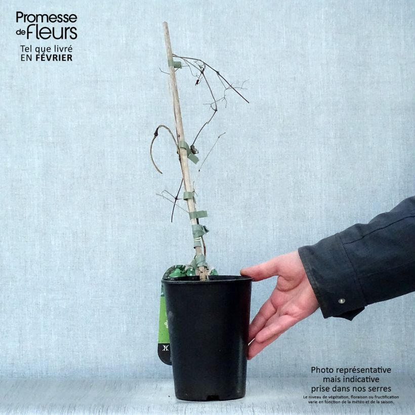 Clematis texensis Mienie Belle - Scarlet Leather Flower 2L/3L pot sample as delivered in winter