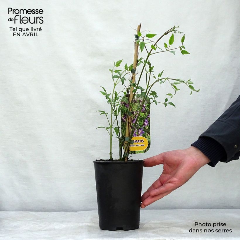 Clematis texensis Prince William 2L/3L pot sample as delivered in spring
