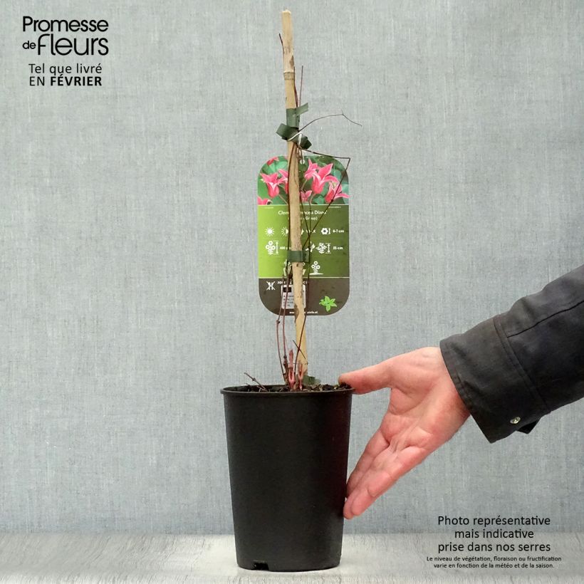 Clematis texensis Princess Diana - Scarlet Leather Flower 1.5L/2L pot sample as delivered in winter