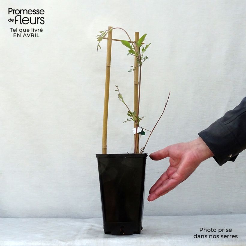 Clematis texensis Queen Maxima - Scarlet Leather Flower 1.5L/2L pot sample as delivered in spring