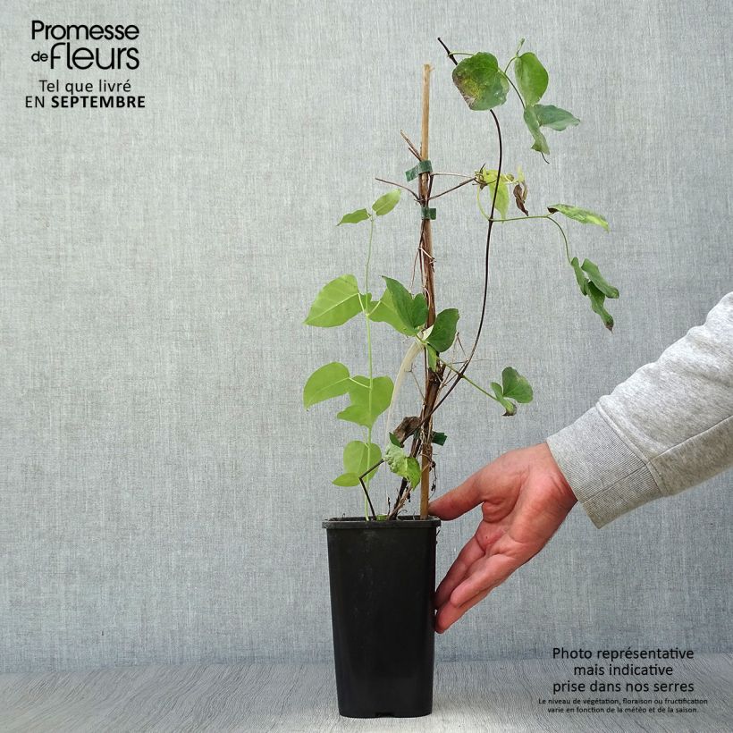 Clematis texensis Queen Maxima - Scarlet Leather Flower 1.5L/2L pot sample as delivered in autumn