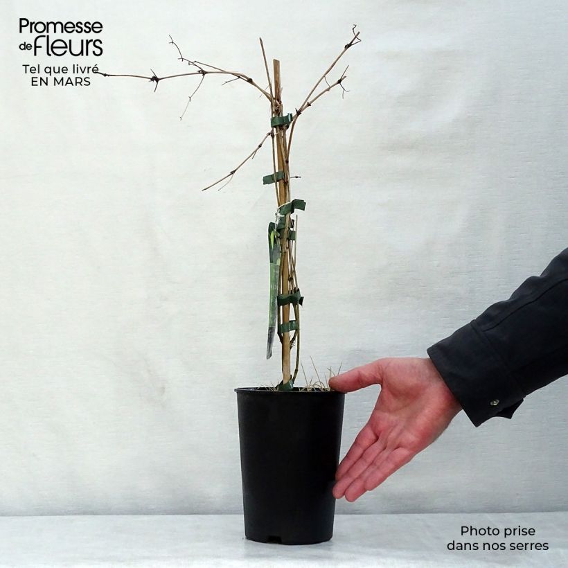 Clematis tibetana Orange Peel 2L/3L pot sample as delivered in spring