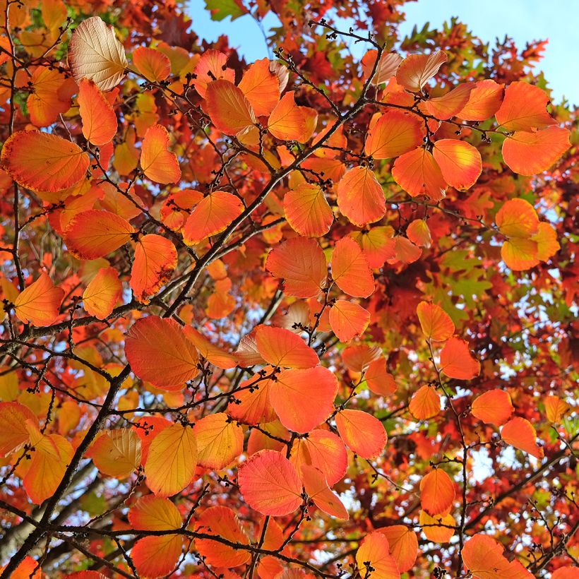 Clematis tibetana Orange Peel (Foliage)