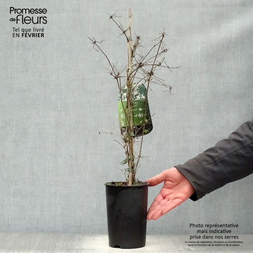 Clematis vitalba - Old Man's Beard 2L/3L pot sample as delivered in winter