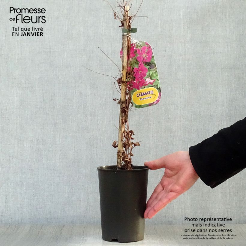 Clematis Abundance 2L/3L pot sample as delivered in winter