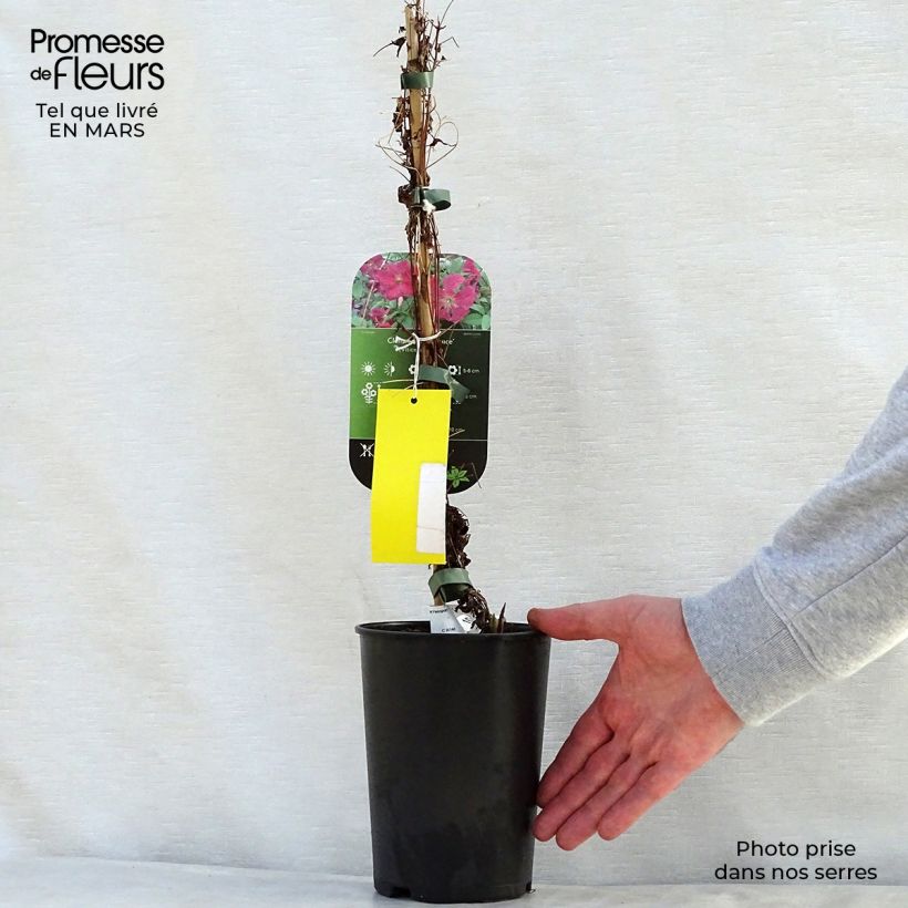 Clematis Abundance 2L/3L pot sample as delivered in spring