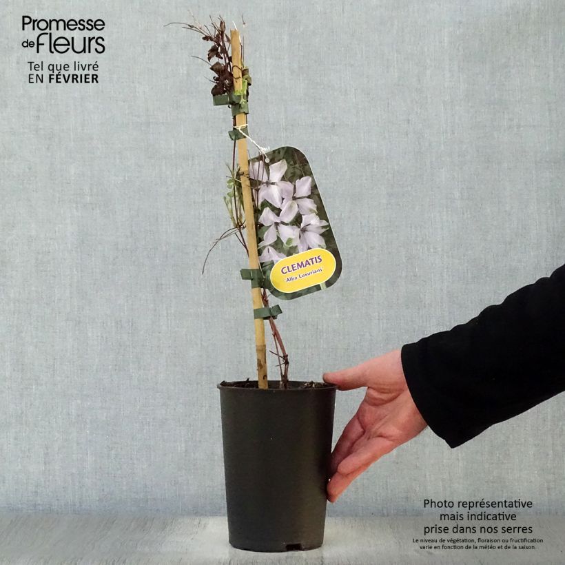 Clematis viticella Alba Luxurians - Italian Leather Flower 2L/3L pot sample as delivered in winter