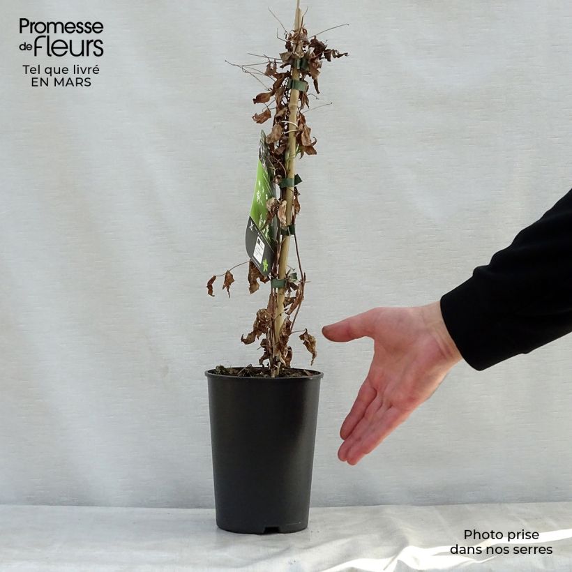 Clematis Black Prince 2L/3L pot sample as delivered in spring