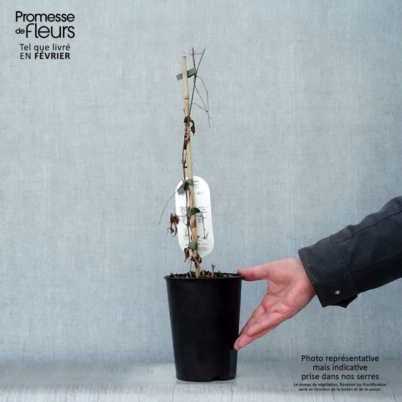 Clematis Black Prince 2L/3L pot sample as delivered in winter