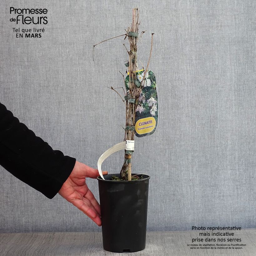 Clematis Caerulea Luxurians 2L/3L pot sample as delivered in winter