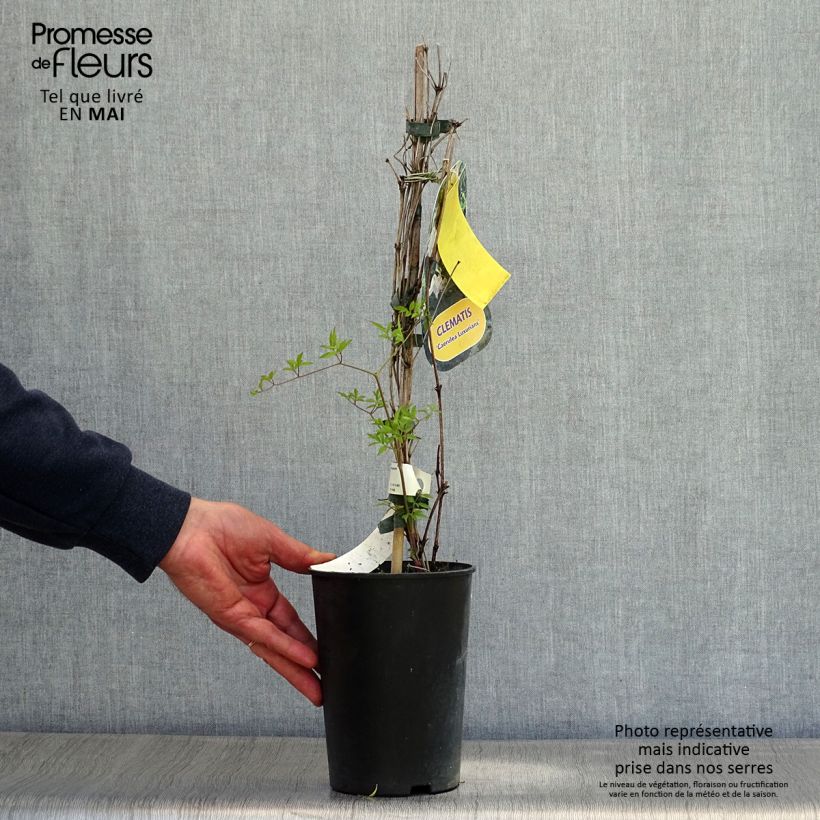 Clematis Caerulea Luxurians 2L/3L pot sample as delivered in spring