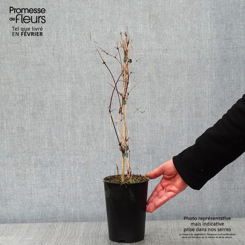 Clematis x viticella 'Etoile Violette' 2L/3L pot sample as delivered in winter