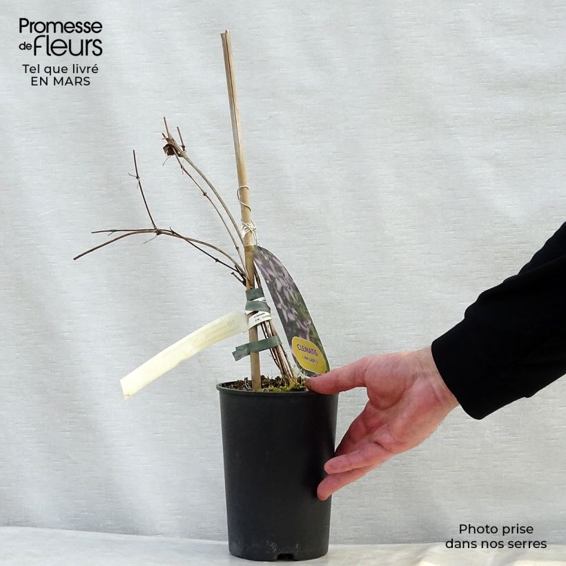 Clematis I am Lady J - Italian Leather Flower 2L/3L pot sample as delivered in spring